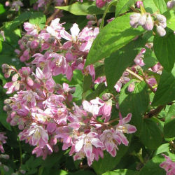 Deutzia rosa